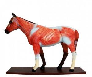 Didactic Horse Anatomical Model 12 Parts