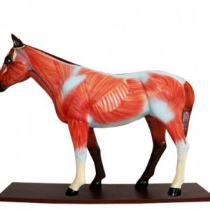 Didactic Horse Anatomical Model 12 Parts