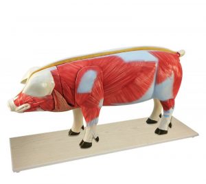 Domestic Pig Model 18 Parts - Image 2