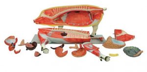 Domestic Pig Model 18 Parts - Image 3