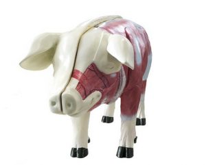 Domestic Pig Model 18 Parts