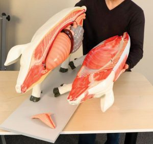 Domestic Pig Model 18 Parts - Image 4