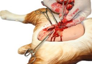 Spay Sterilization Training Simulator of the Female Canine