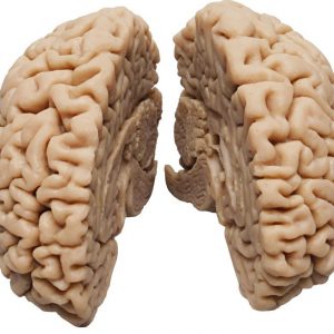 Human Brain Model Natural Cast