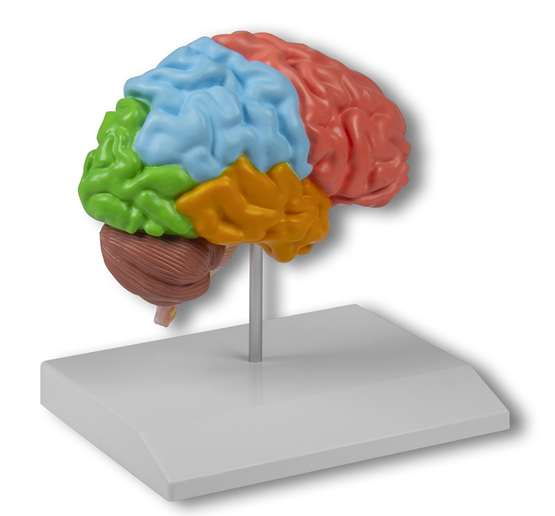 Brain model