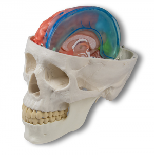 Cerebral Falx Model - Image 3