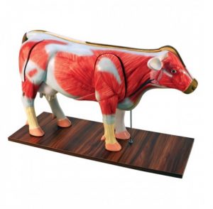 Cow Anatomical Model 13 Parts