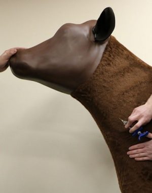 Bovine Vascular Access Simulator - Image 2
