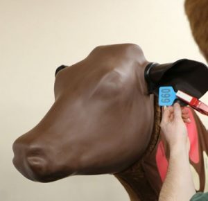 Bovine Vascular Access Simulator - Image 4