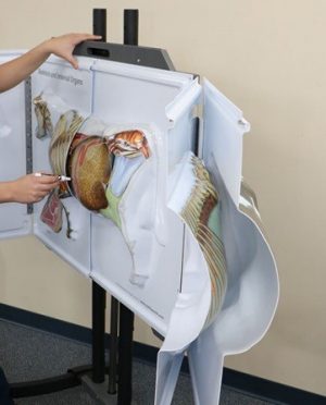 3D Anatomy Chart Cow Anatomy - Image 2