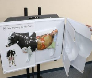 3D Anatomy Chart Cow Anatomy - Image 3