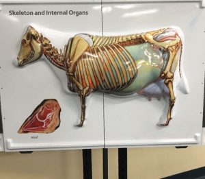 3D Anatomy Chart Cow Anatomy - Image 4