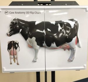 3D Anatomy Chart Cow Anatomy - Image 5