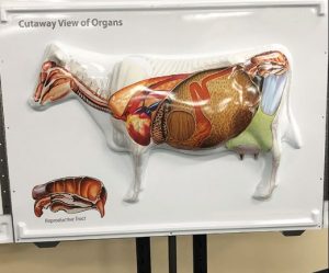 3D Anatomy Chart Cow Anatomy - Image 6
