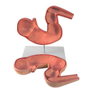 Horse Stomach Model 2 Parts