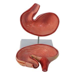Pig Stomach Model 2 Parts - Image 2