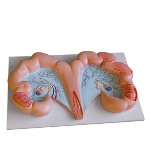 Pig Uterus Model