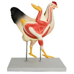Domestic Hen on Base 8 Parts Life Size