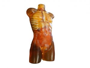 USG Phantom of Torso for Ultrasonography Basic Version Transparent