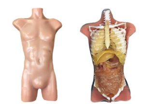 USG Simulator Torso for Ultrasonography Basic Version Opaque - Image 2
