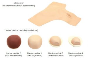 Uterine Involution Assessment Simulator - Image 3
