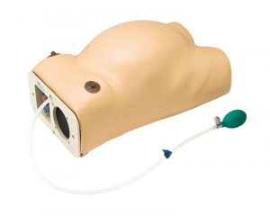 Pregnancy Examination Model with Heartbeat Simulation