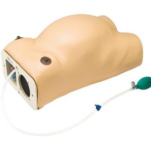 Pregnancy Examination Model with Heartbeat Simulation