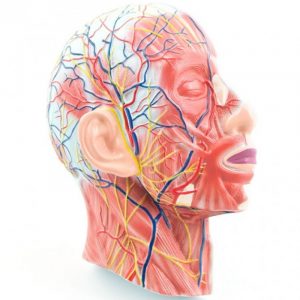 Head Model with Muscles Blood Vessels and Nerves