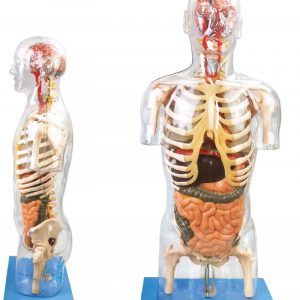 Transparent Torso Model with Organs