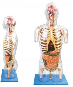 Transparent Torso Model with Organs