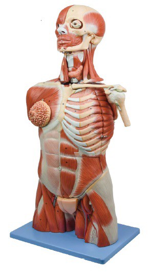 Musculature Model of the Torso Head and Neck