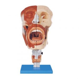 Head Model with Nasal Oral Pharynx and Larynx Cavities