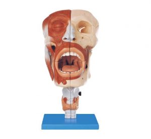 Head Model with Nasal Oral Pharynx and Larynx Cavities MA01969