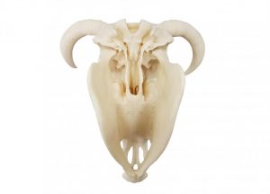 Bovine Skull Anatomy Model Artificial - Image 2