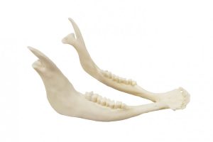 Bovine Skull Anatomy Model Artificial - Image 3