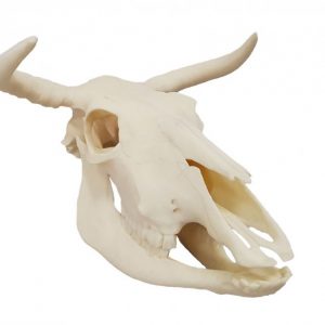 Bovine Skull Anatomy Model Artificial