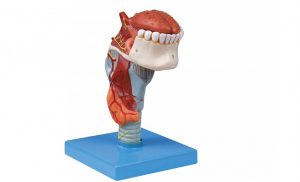 Larynx Model with Tongue and Teeth 5 Parts