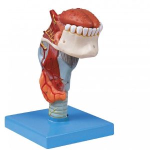 Larynx Model with Tongue and Teeth 5 Parts