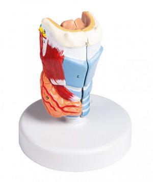 Larynx Model 2 Parts
