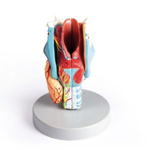Functional Larynx Model 2:1 Scale 5 Parts