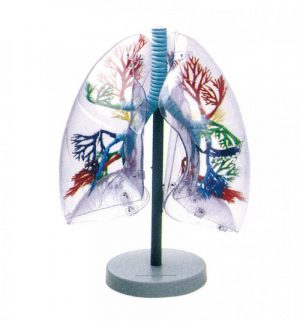 Segmented Lung Model Transparent