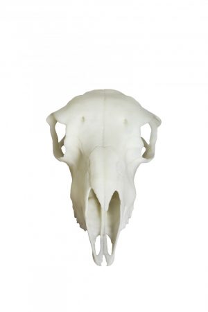 Sheep Skull Model Artificial - Image 2