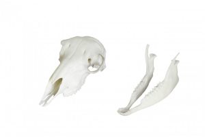 Sheep Skull Model Artificial - Image 3