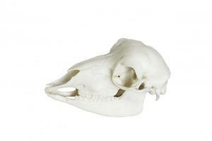 Sheep Skull Model Artificial