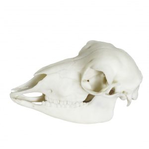 Sheep Skull Model Artificial