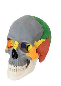 Anatomical Skull Model 12 Parts