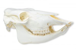 Domestic Cow Skull Model Replica - Image 2