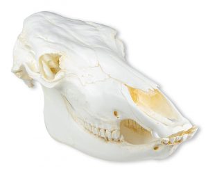 Domestic Cow Skull Model Replica