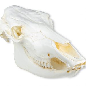 Domestic Cow Skull Model Replica