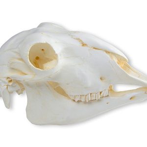 Skull Domestic Sheep Female Ovis Aries